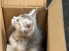 -中农国际动物医院24小时·猫科·骨科·急重症中心