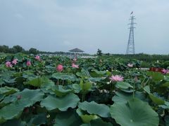-白洋淀景区