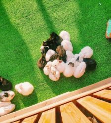 -萌宠亲子动物乐园(槐房万达店)