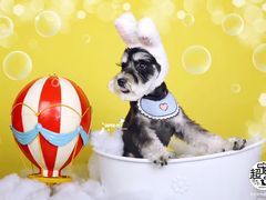 -超宠爱宠物摄影-Super pet