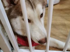 -Husky Go! 哈士奇体验馆·宠物咖啡厅狗咖