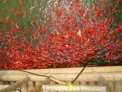 景点-观光南瓜园