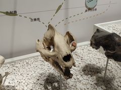 -国家自然博物馆