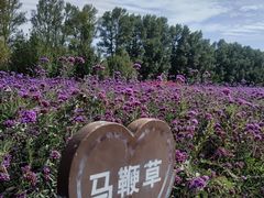 -金塔沙漠胡杨林景区