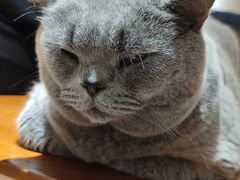 -有猫主题·治愈系猫咖(曾厝垵店)