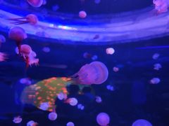 -多彩贵州城极地海洋世界