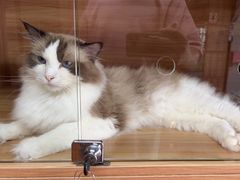 -喵百万·布偶·蓝金金渐层英短·猫舍(百子湾店)