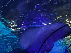 -悉尼海洋生物水族馆