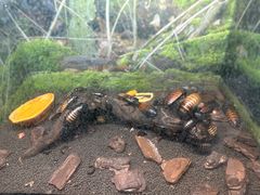 -上海大自然野生昆虫馆