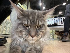 -十年猫舍·猫咪专门店(普陀店)