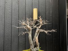 -觀芷隐轩