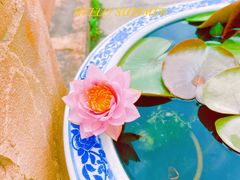 -上海滨江森林公园