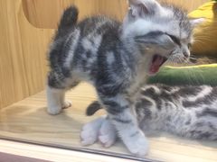 -屋虎猫馆(宝安大仟里店)