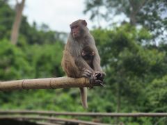 -西双版纳原始森林公园