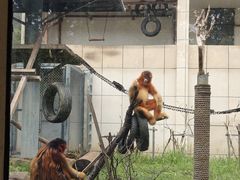 -合肥野生动物园