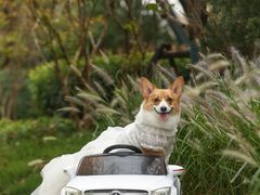 -超宠爱宠物摄影-Super pet