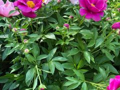 -长春公园(普阳街道)