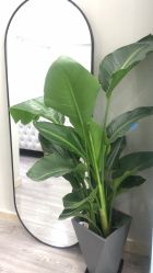 -久匠·纹眉半永久野生眉