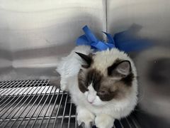 -北京恒爱动物医院(清景园分院)