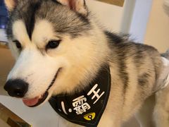 小霸王-Husky Go! 哈士奇体验馆·宠物咖啡厅狗咖