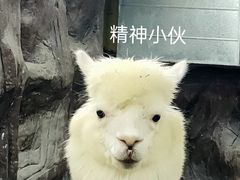-上海大自然野生昆虫馆(东方明珠·爬宠昆虫探索中心)