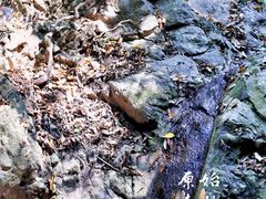 -西双版纳原始森林公园