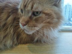 -Heymao猫咖.咖啡厅(东门店)