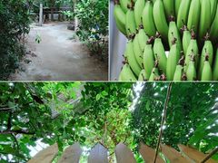 -呀路古热带植物园