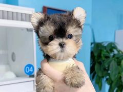 -萌宠之家·腊肠犬·马尔泰·小体犬舍