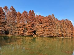 -上海海湾国家森林公园