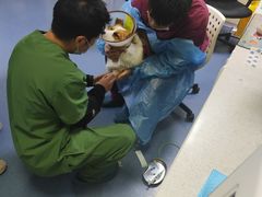 -瑞鹏宠物医院·爱宠堂(环西分院)