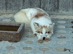 -西霞口神雕山野生动物世界