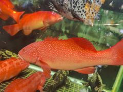 帝王蟹-滋粥楼·顺德菜海鲜茶点(方舟店)