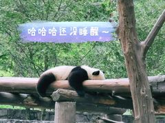 -都江堰中华大熊猫苑