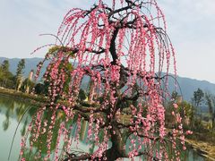 -炎帝陵景区