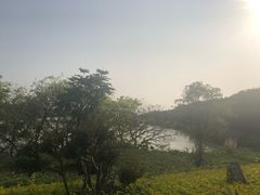 -大湾区中央湿地公园