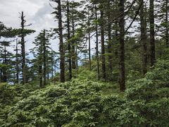 -瓦屋山景区