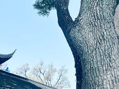 -苏州上方山国家森林公园