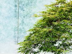 -深圳仙湖植物园