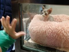 -momokira米努特·德文卷毛猫·棉花面纱犬