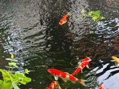 -鲤院·新中式美学·庭院餐厅(夫子庙店)