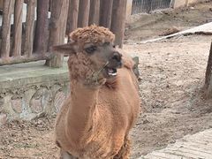 -石家庄市动物园