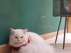 -飞行喵MR PILOT|猫舍·猫咖(静安大融城店)