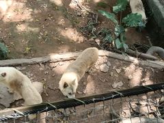 -深圳野生动物园