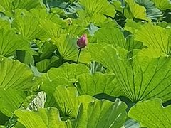 -合肥三国新城遗址公园