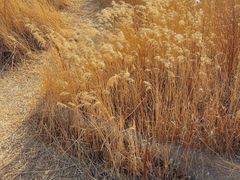 -野鸭湖国家湿地公园