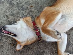 -柴犬高等学院·狗咖·柴犬售卖·宠物训练