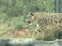 -青藏高原野生动物园