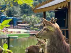 -西双版纳原始森林公园