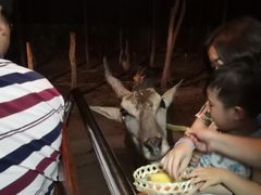 -清迈夜间动物园